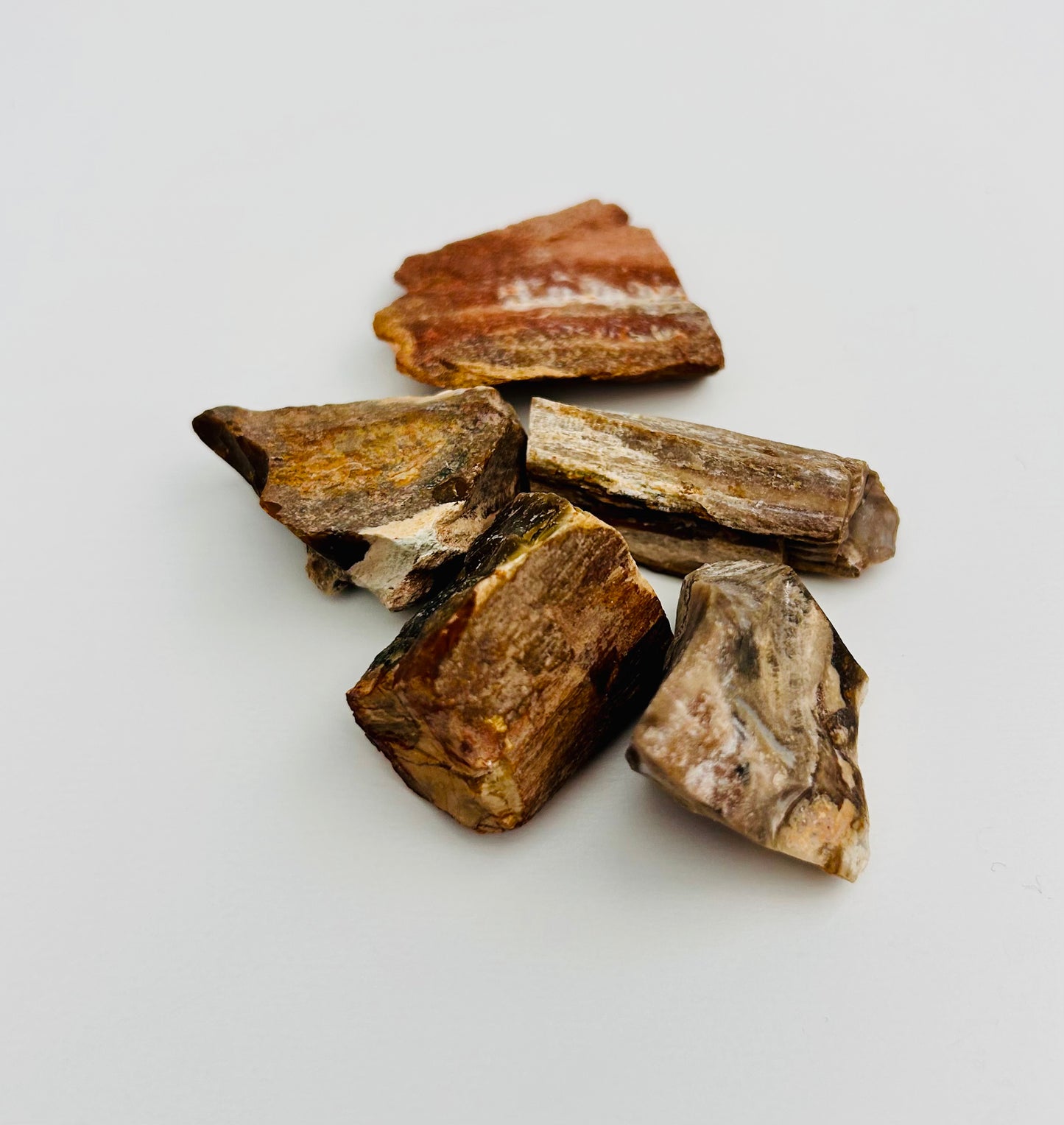 Versteinertes Holz | Wassersteinset | Rohstein